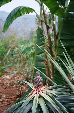 Mon-Village im Dschungel am River Kwai, Ananaspflanze und -frucht